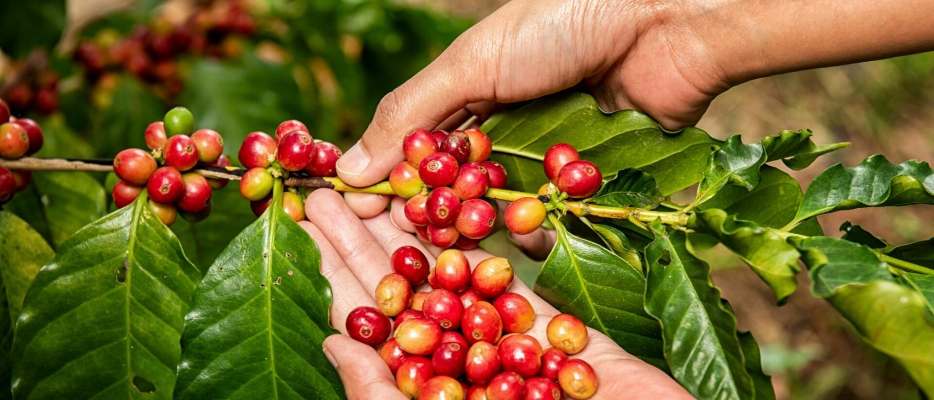 Kaffeeernte